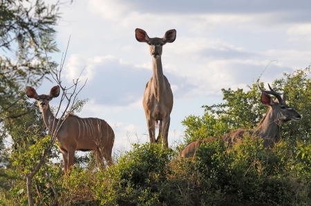 Due antipoli kudu e un esemplare maschio - Krugere NP, SouthAfrica